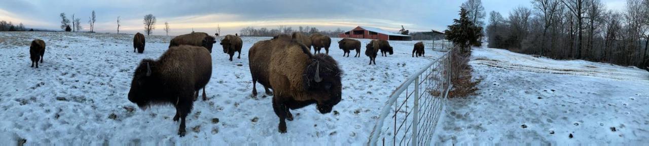 Amish Made Cedar Cabin With A Loft On A Buffalo Farm Close To The Buffalo River Marshall المظهر الخارجي الصورة